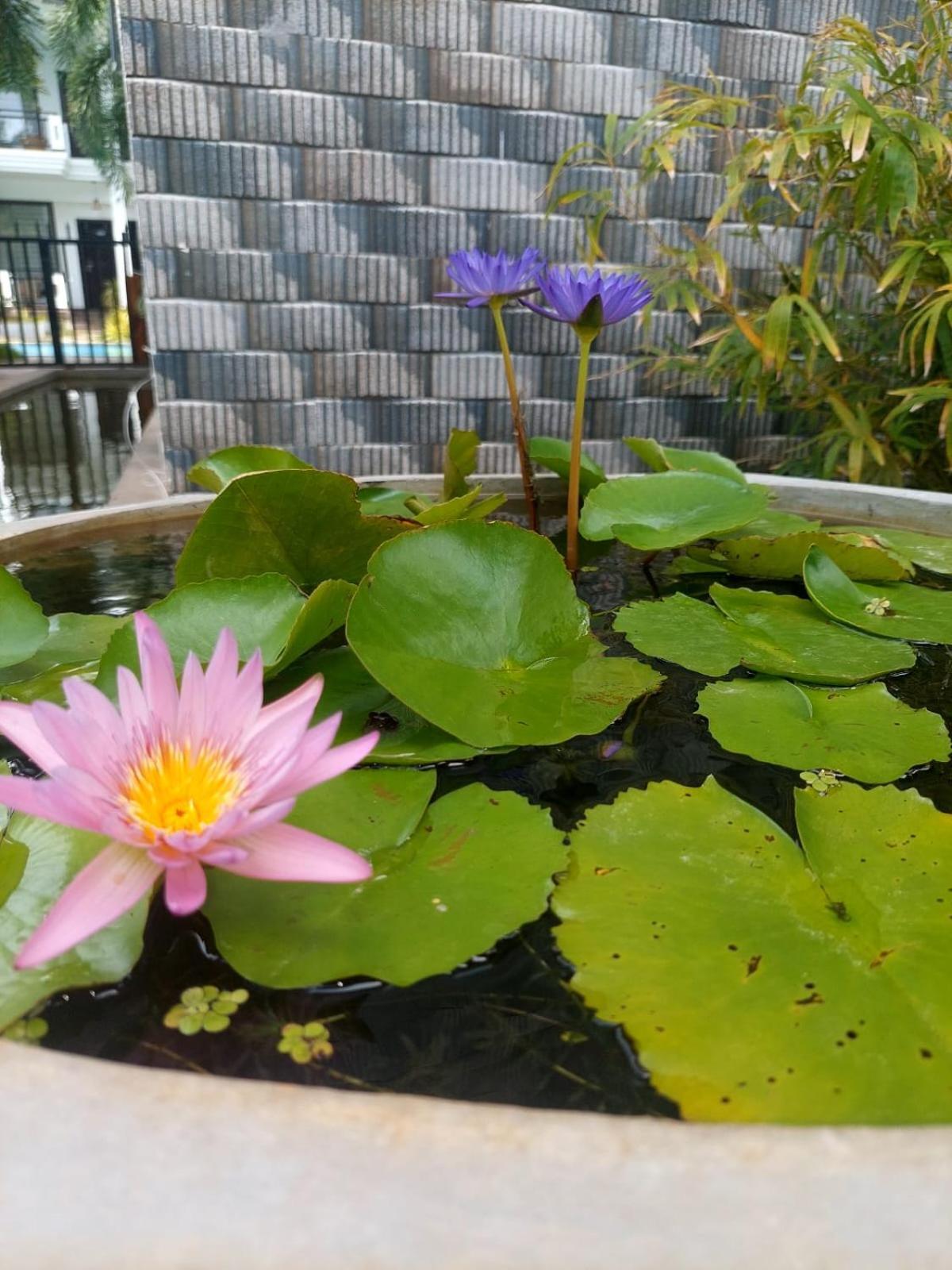 J7 Villaj Resort ตรินโคมาลี ภายนอก รูปภาพ